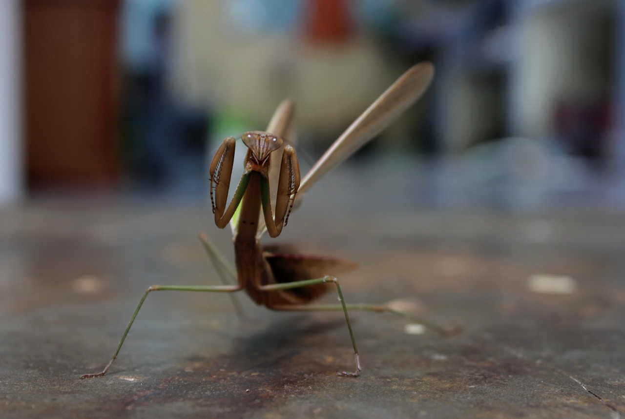 mantis preying mantis insect free photo