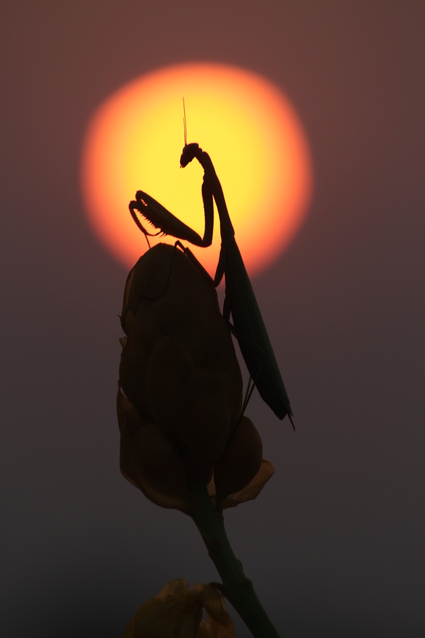 mantis prayingmantis sunset free photo