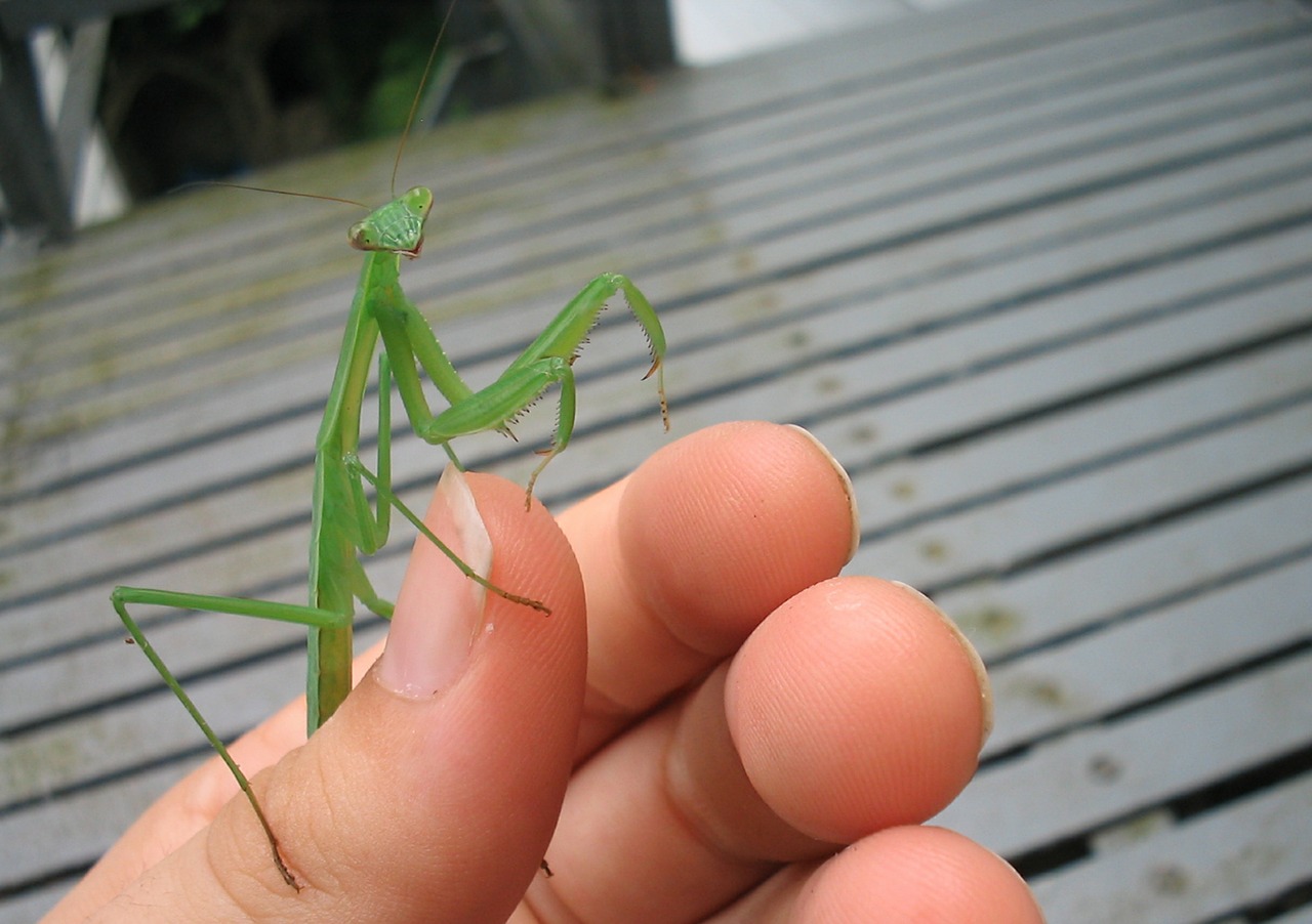 mantis bug insect free photo