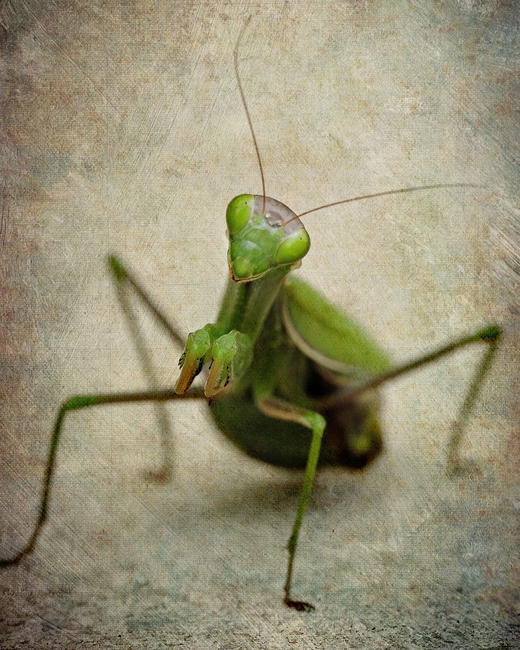 mantis  insect  female free photo