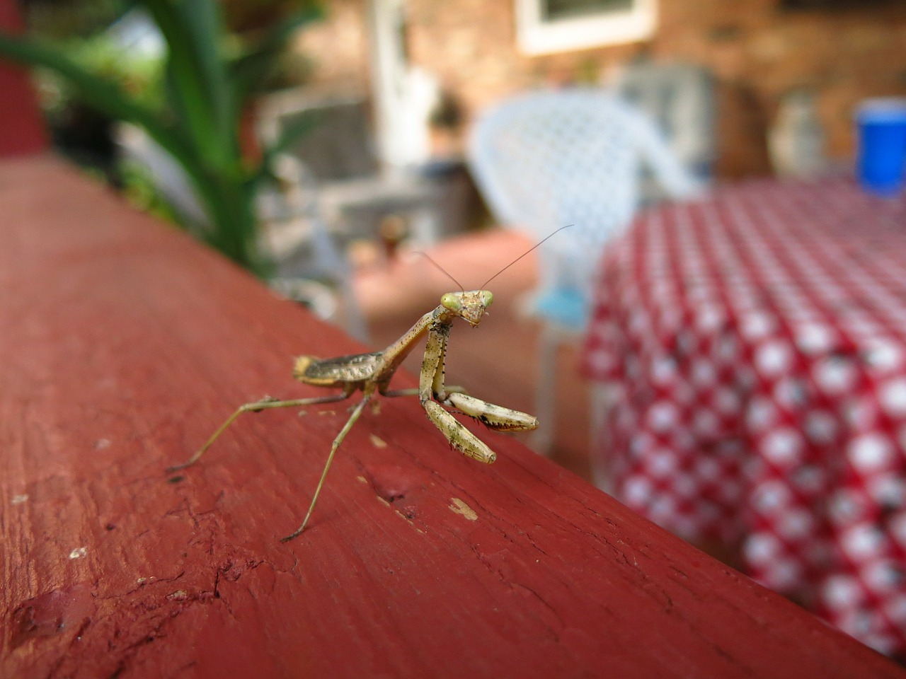 mantis praying insect free photo