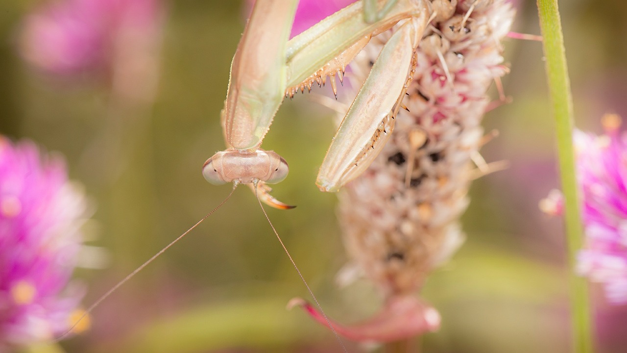 mantis insect nature free photo