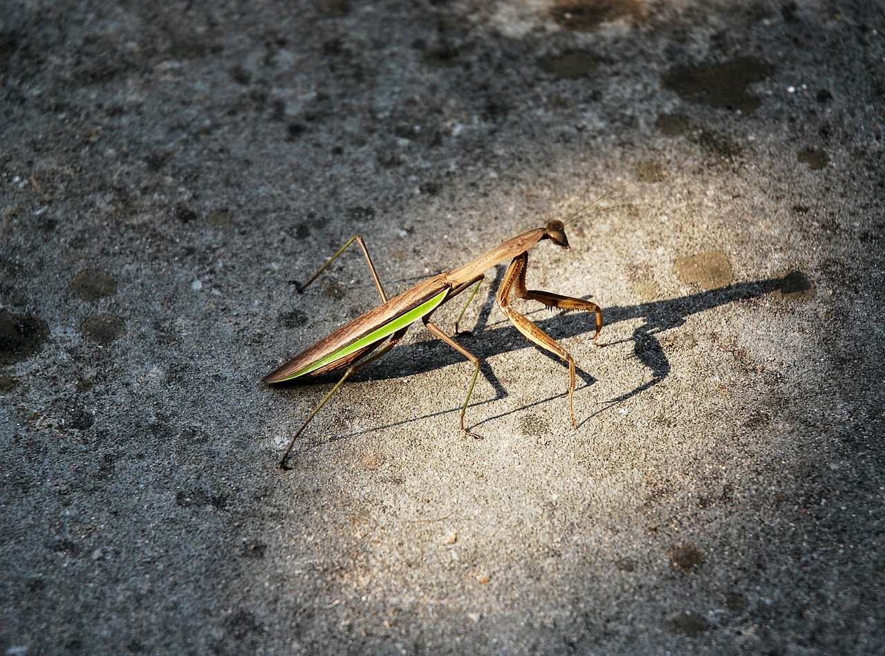 mantis light photography free photo