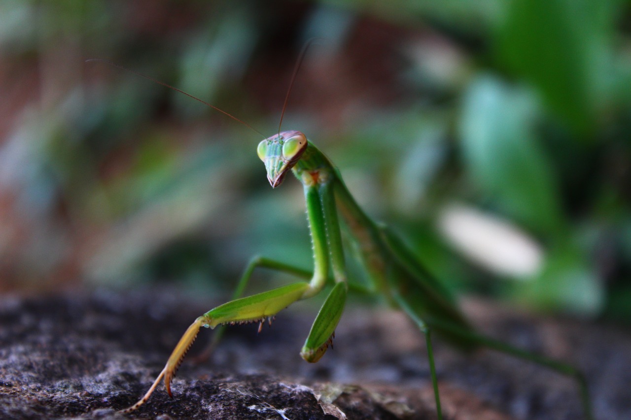 mantis insect nature free photo