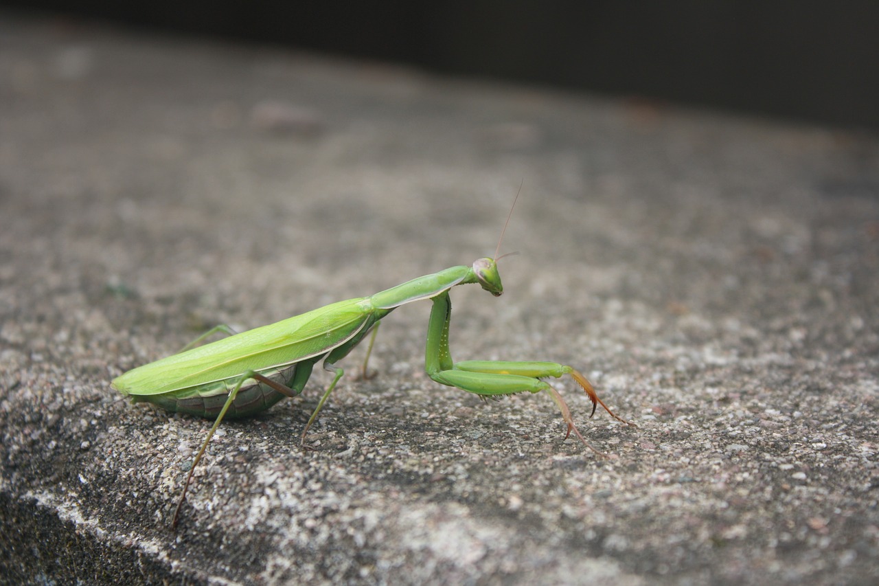 mantis insect nature free photo