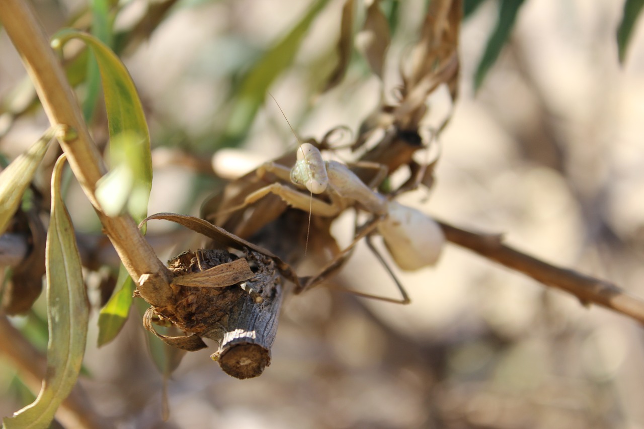 mantis insect bug free photo