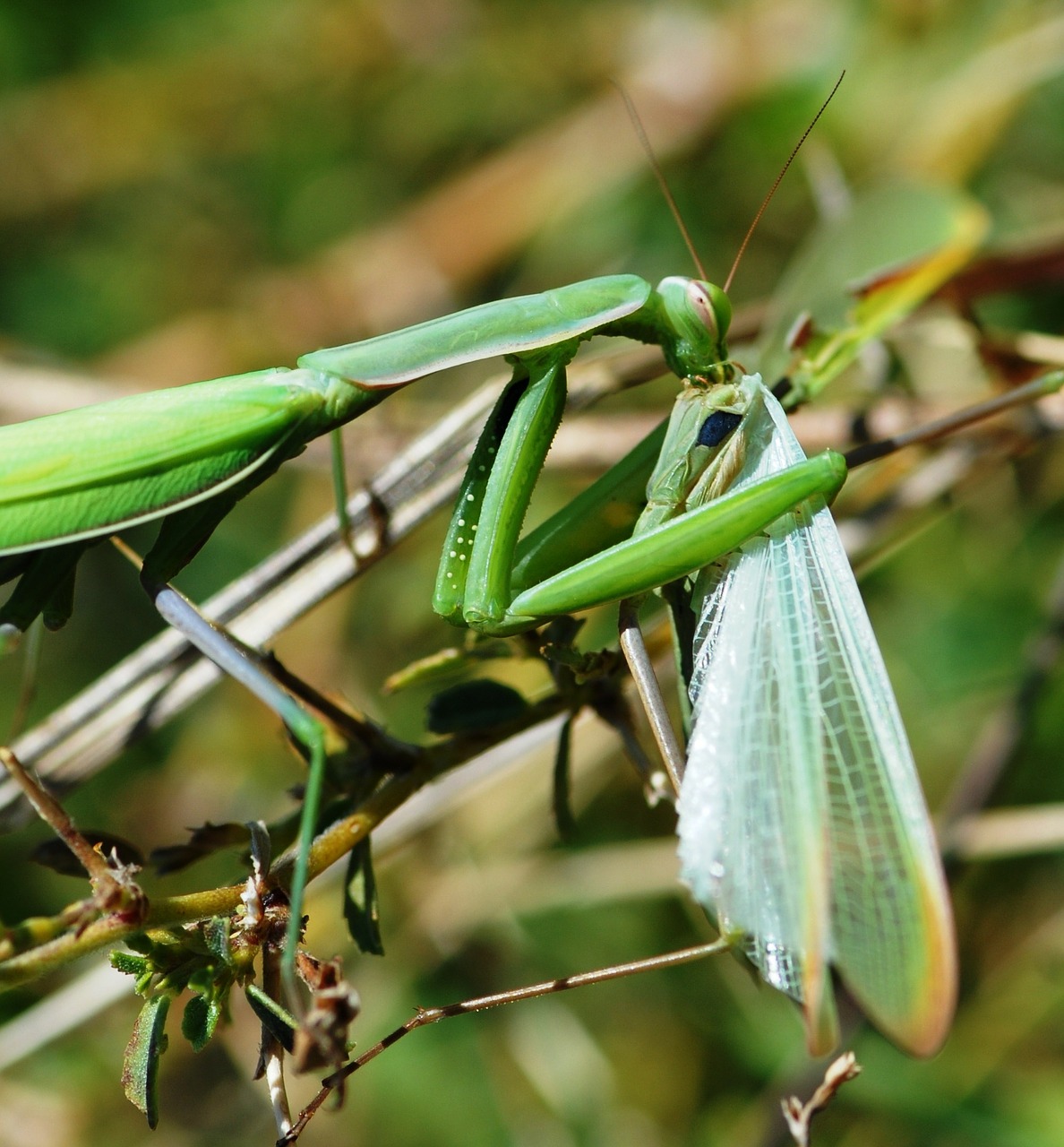 mantis green insect free photo