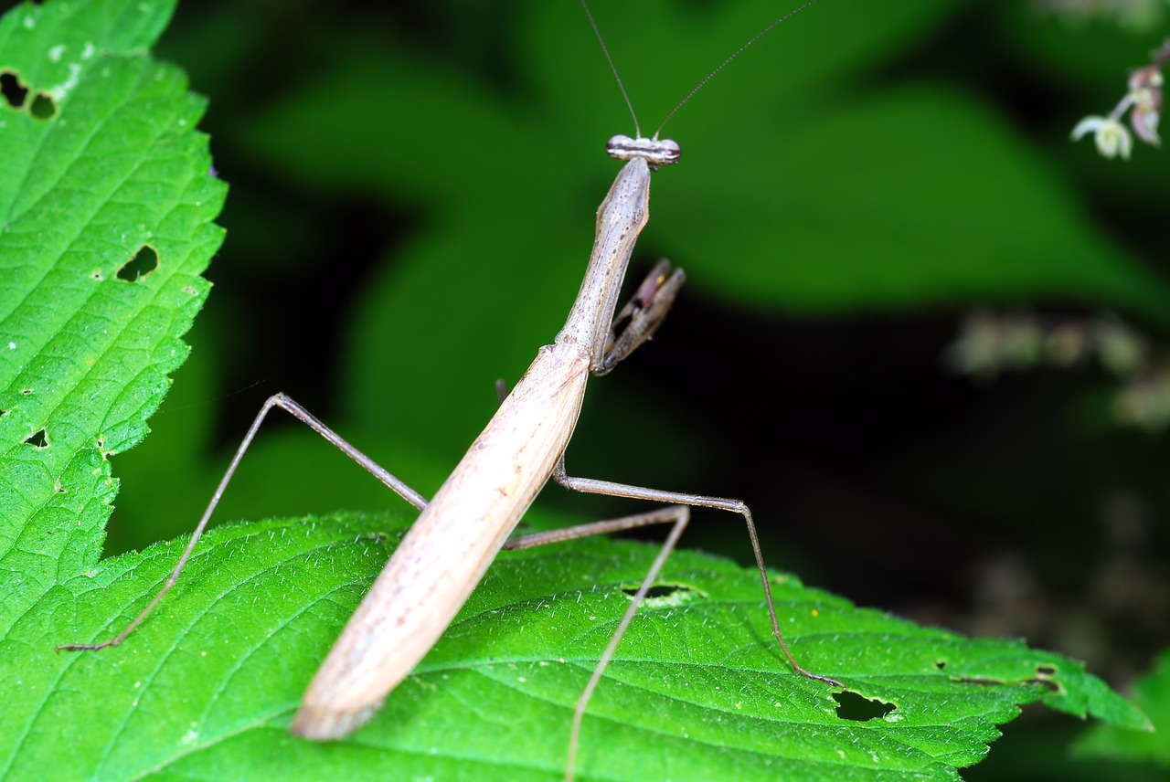 mantis insects nature free photo