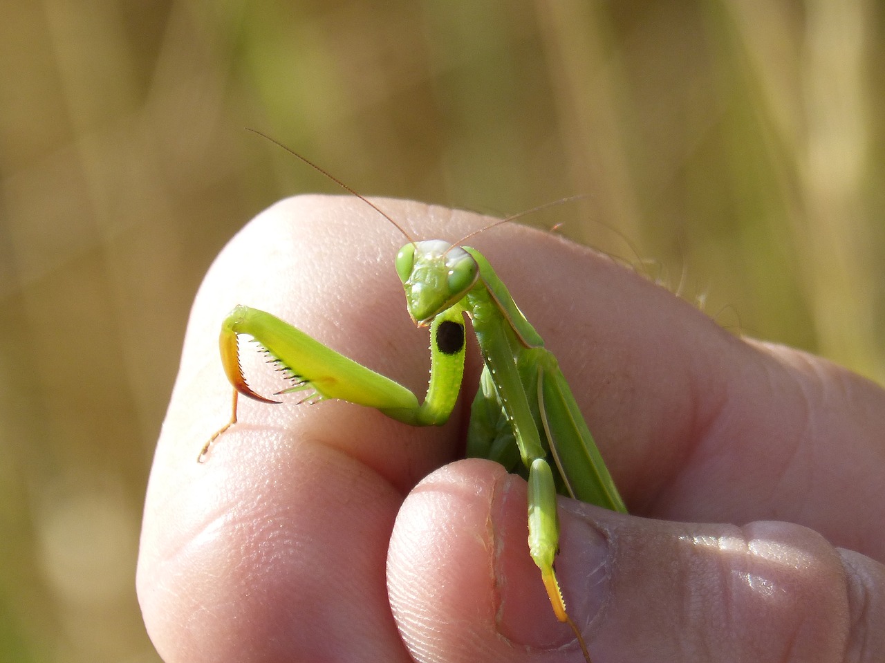 mantis religiosa mantis hand free photo