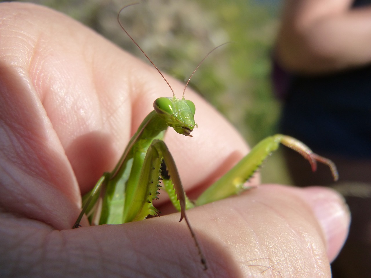 mantis religiosa mantis hand free photo