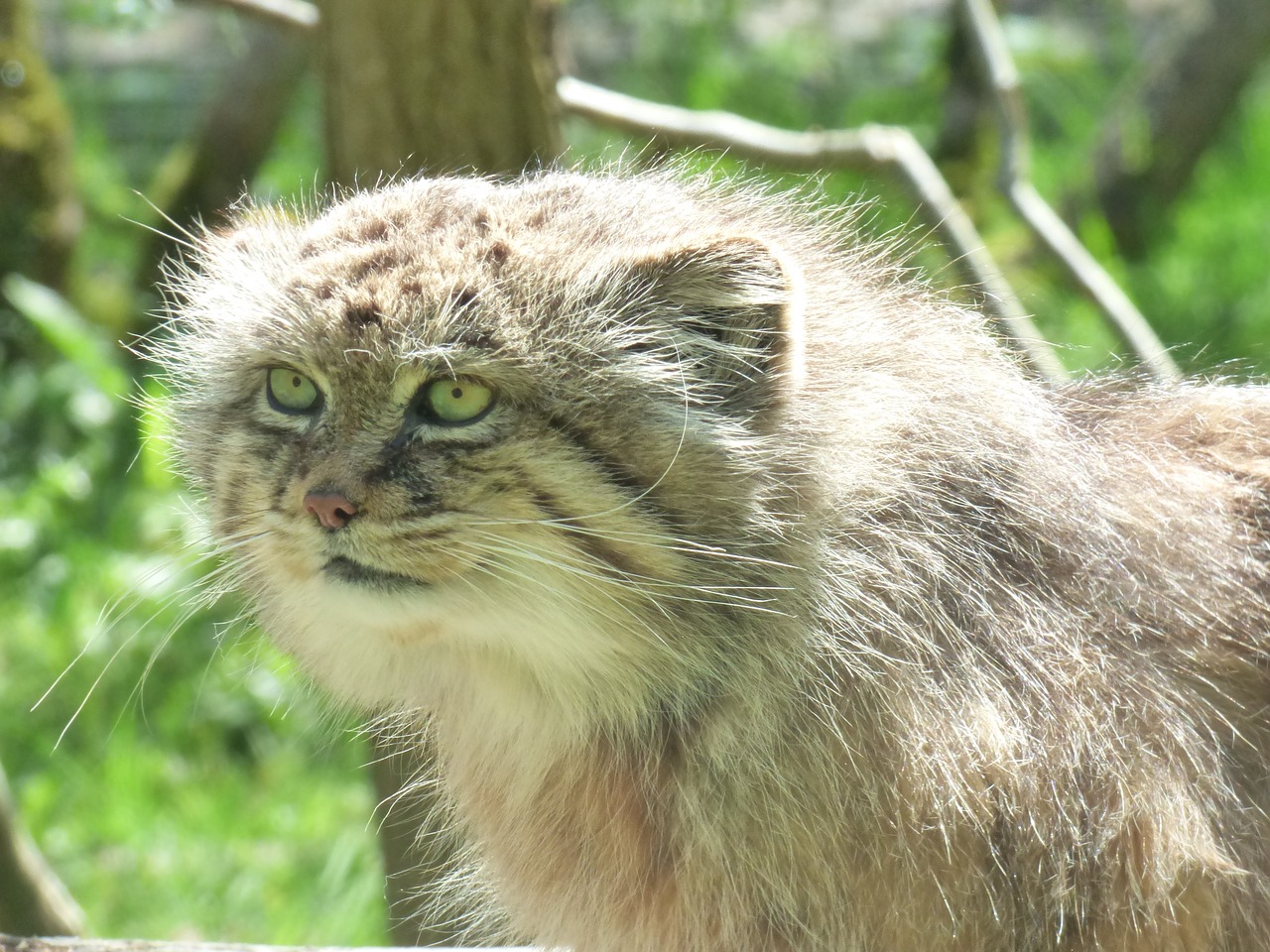 manul feline park felines free photo