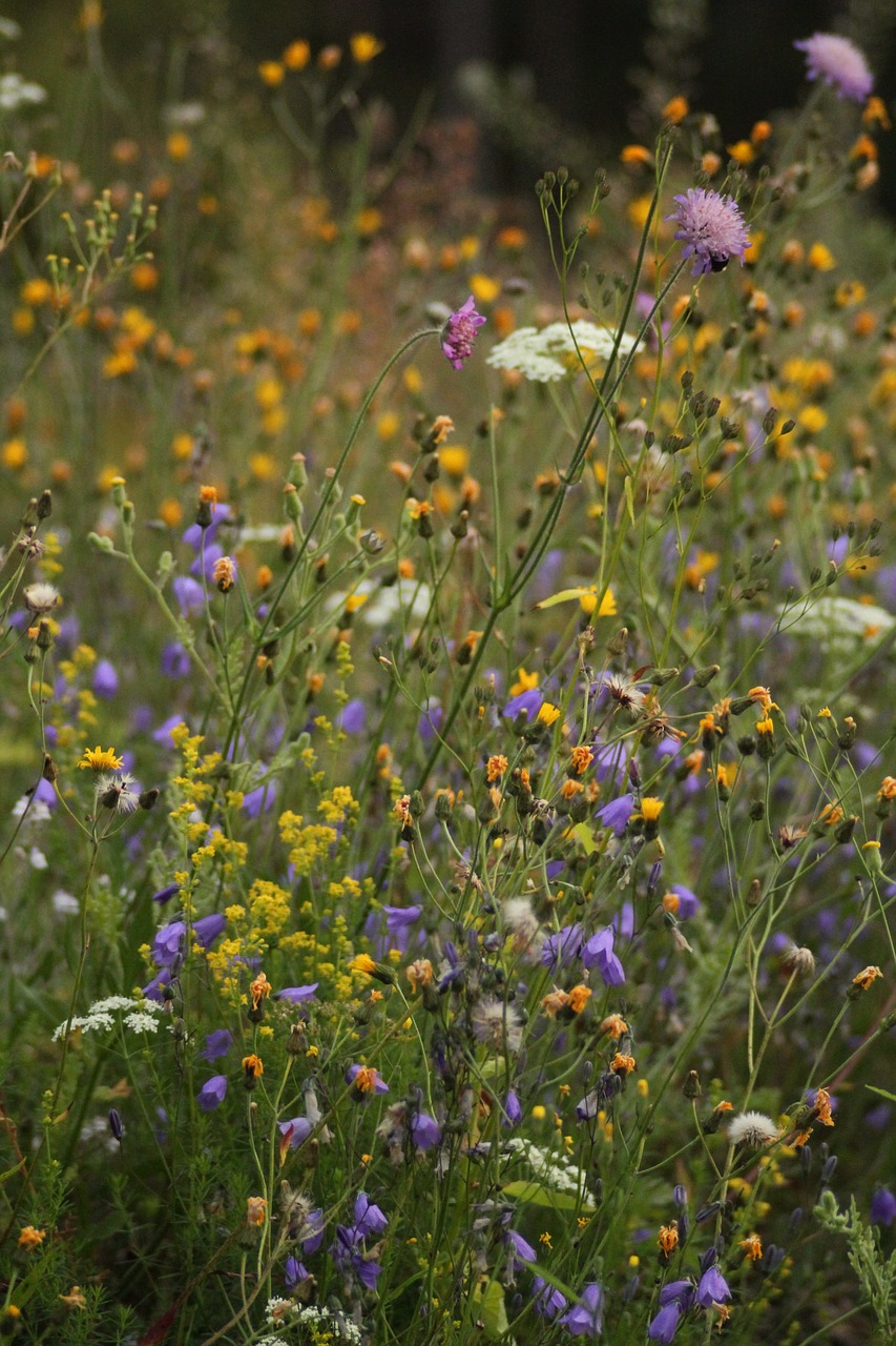 many wild flowers free photo