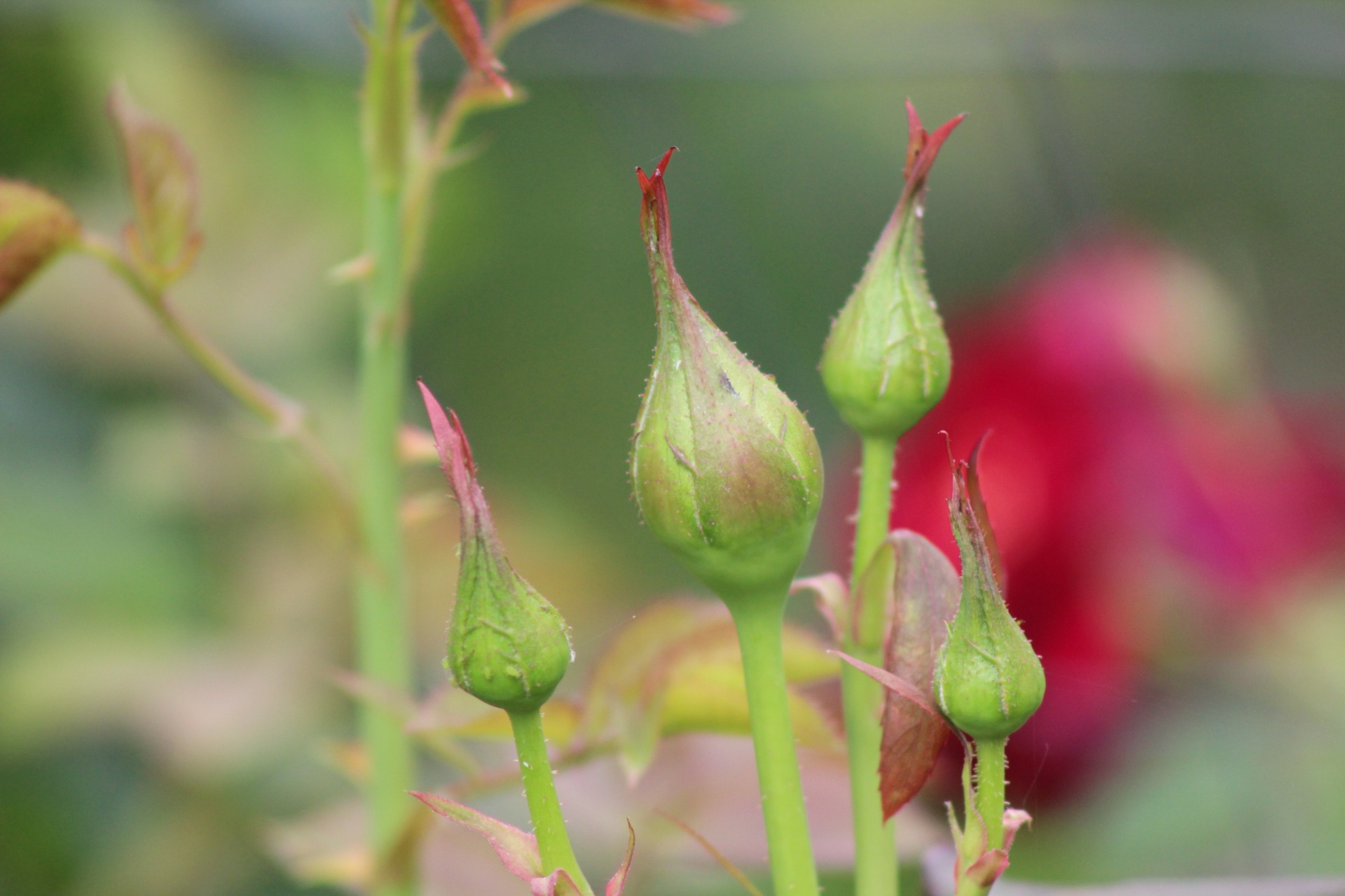 manyika roses bud free photo