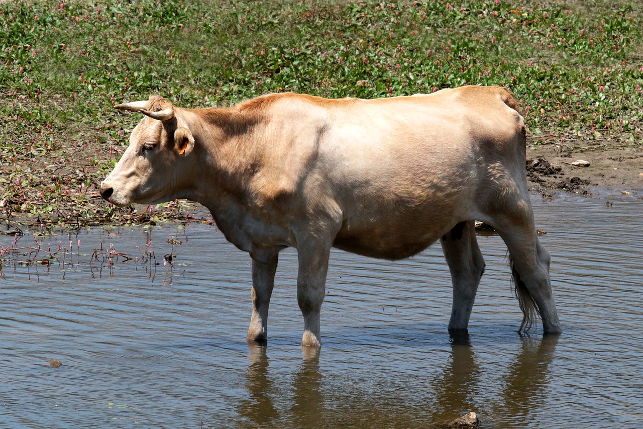 manzanares spain cow river free photo