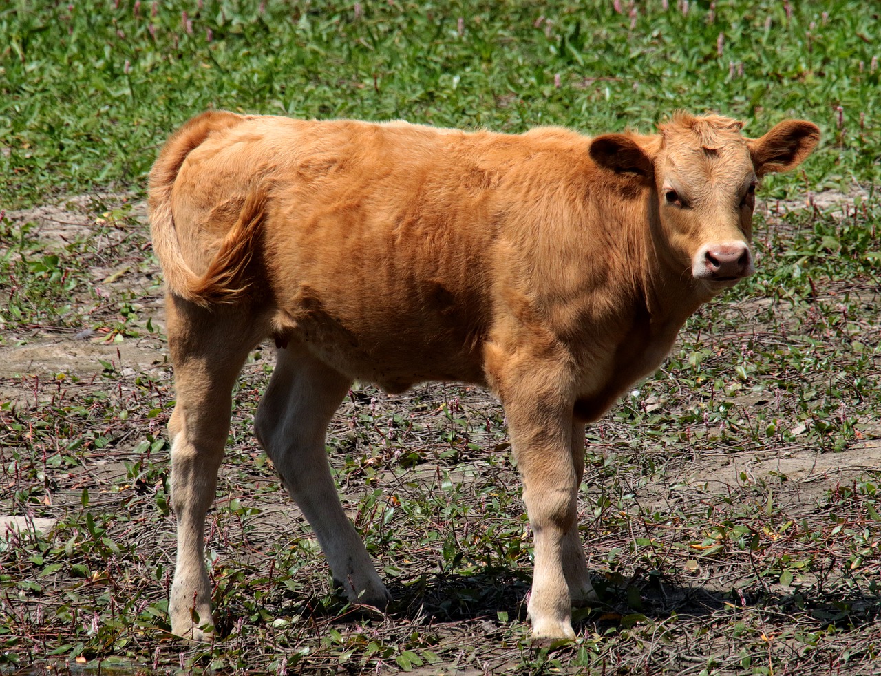 manzanares spain calf cow free photo