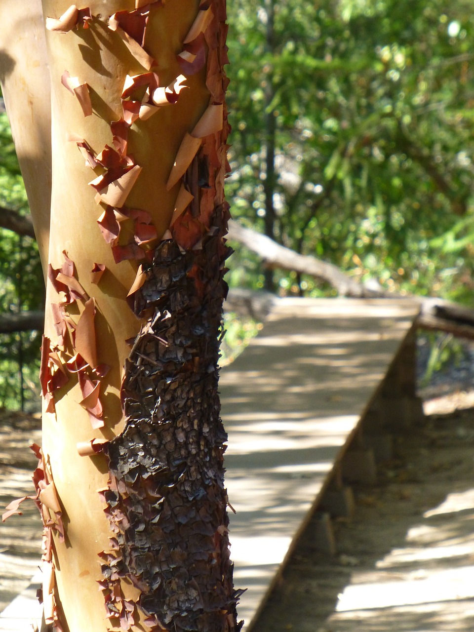 manzanita walking meditation walking meditation path free photo