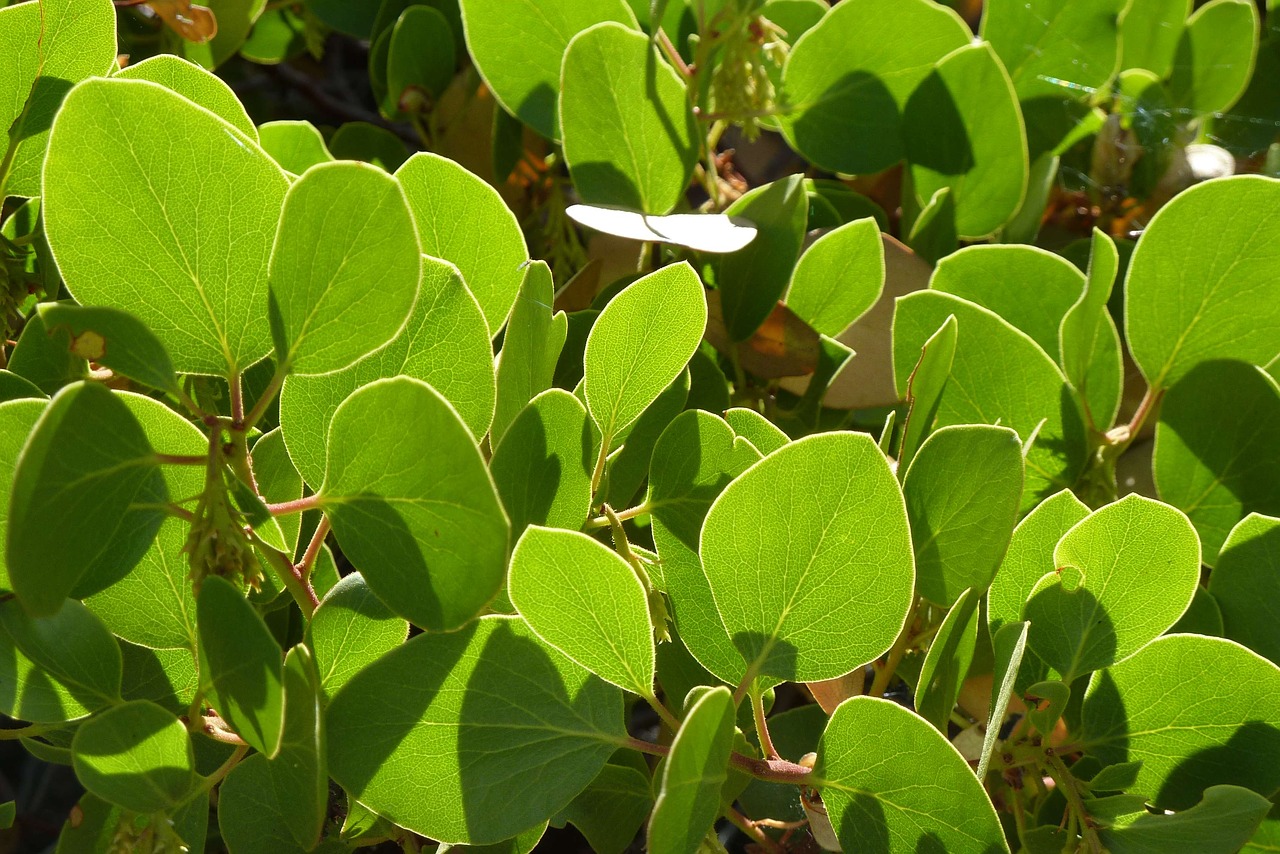 manzanita leaves bright green leaves free photo