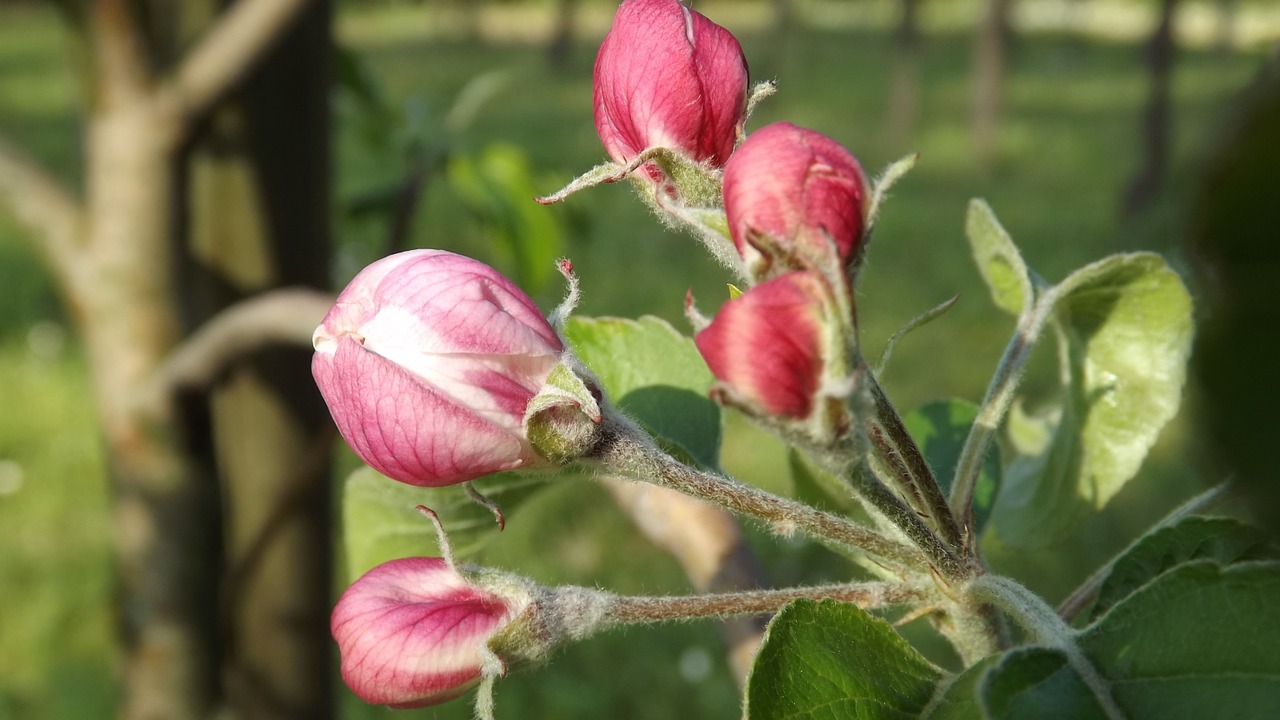 manzano flower apple free photo