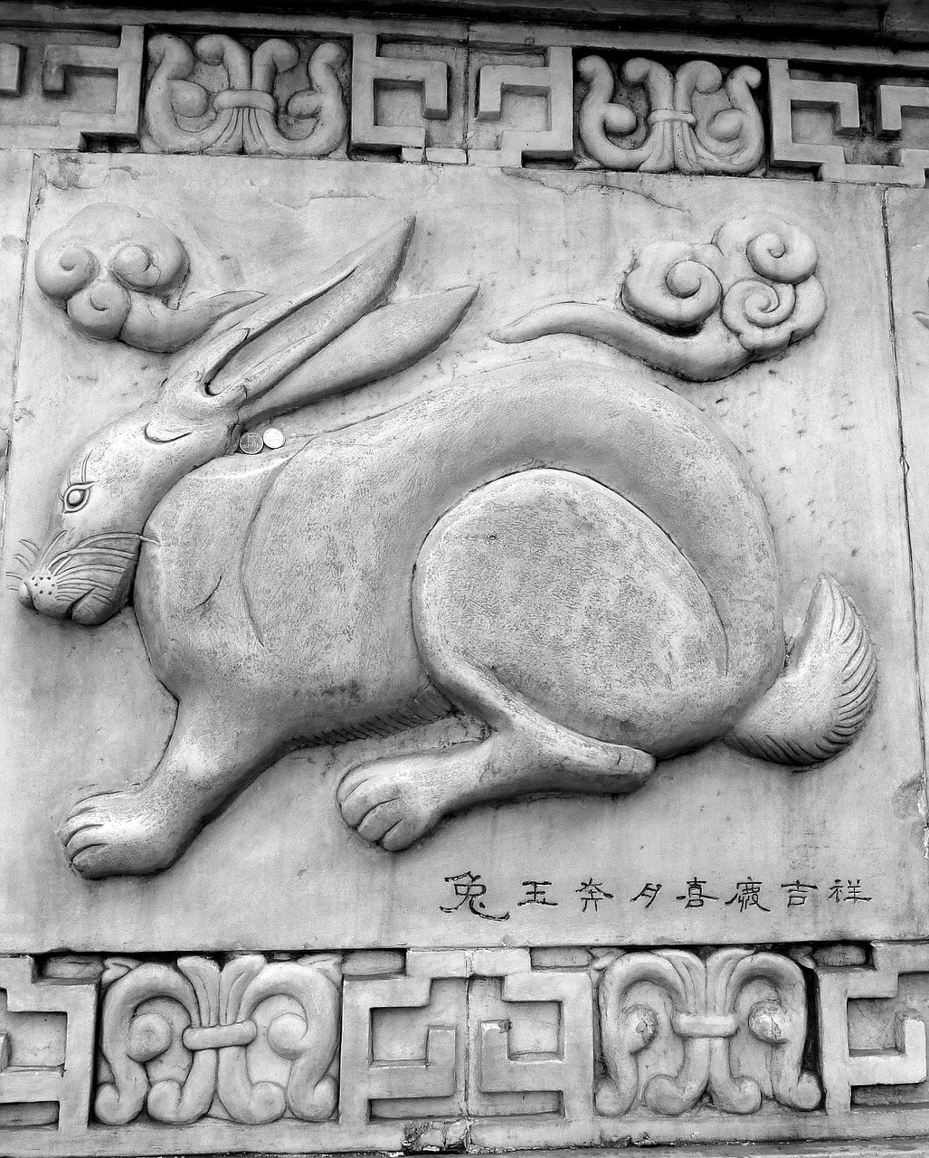 mao rabbit china free photo