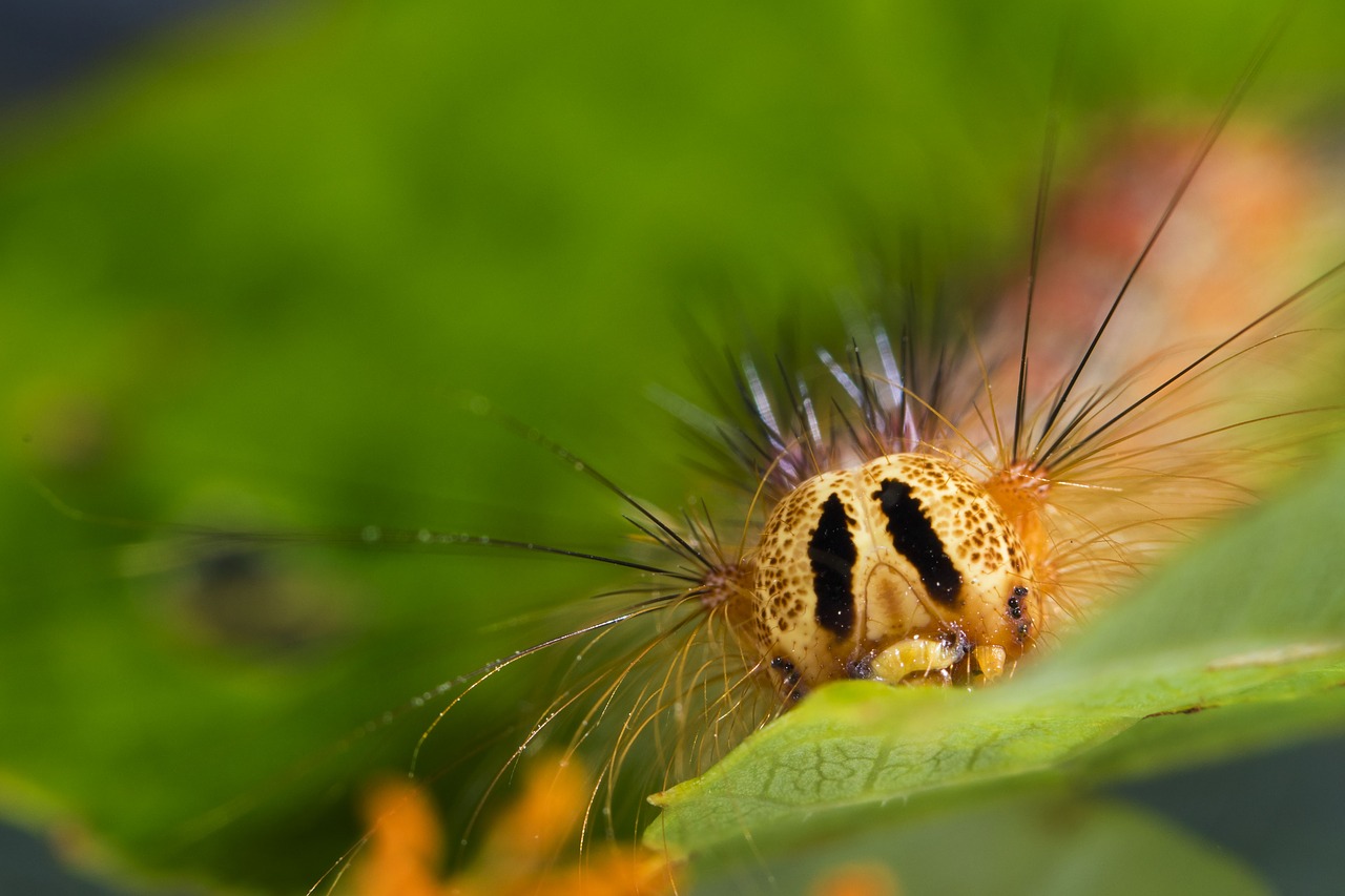 mao mao蟲 macro hair free photo