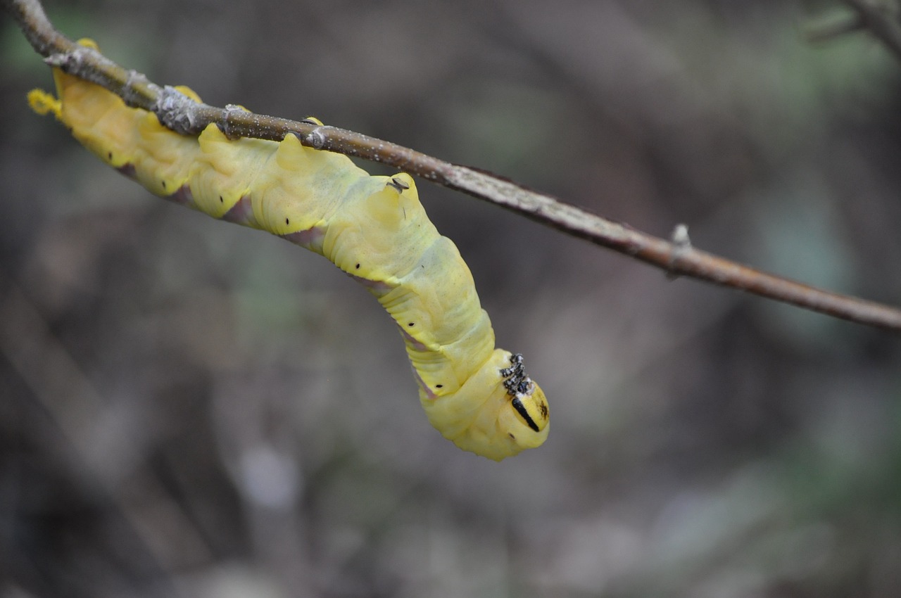mao mao蟲 pet huge caterpillar free photo