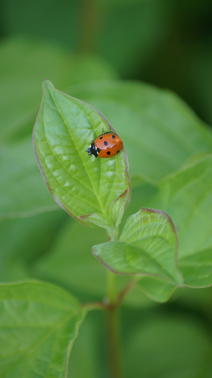 map  ladybug  luck free photo