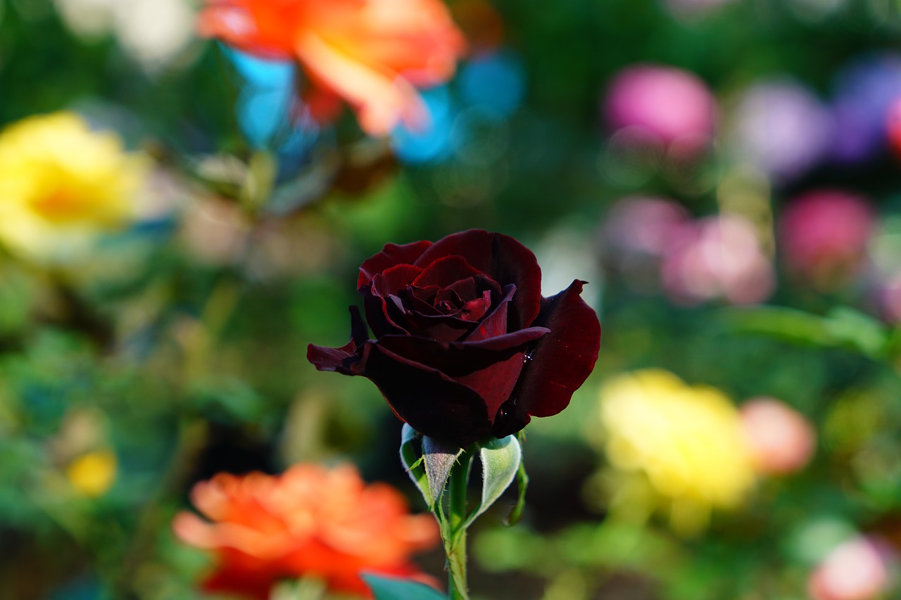 map  dark red rose  rose free photo