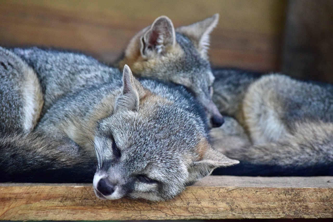 mapache natural raccoon free photo