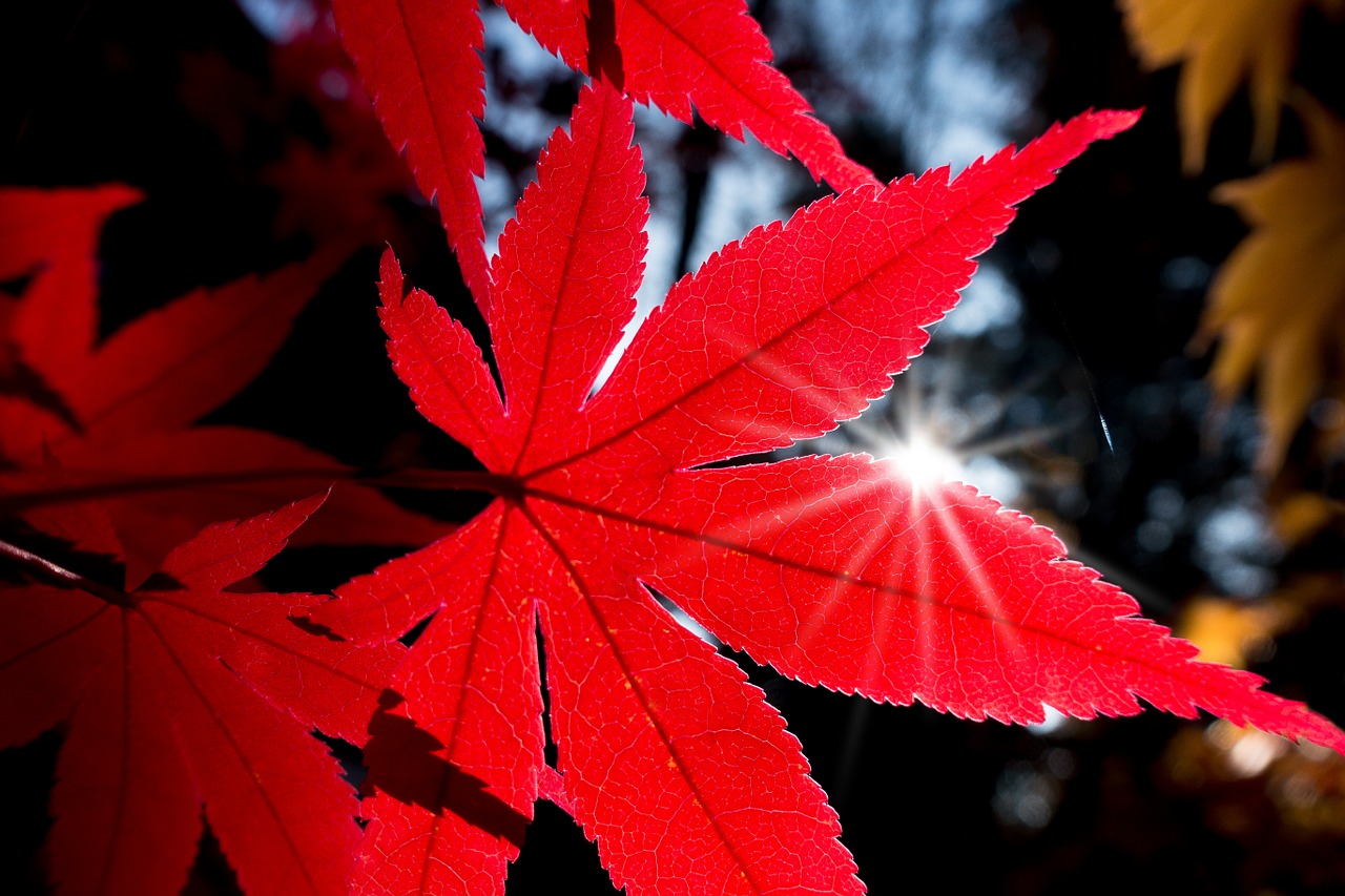 maple japanese japanese maple free photo