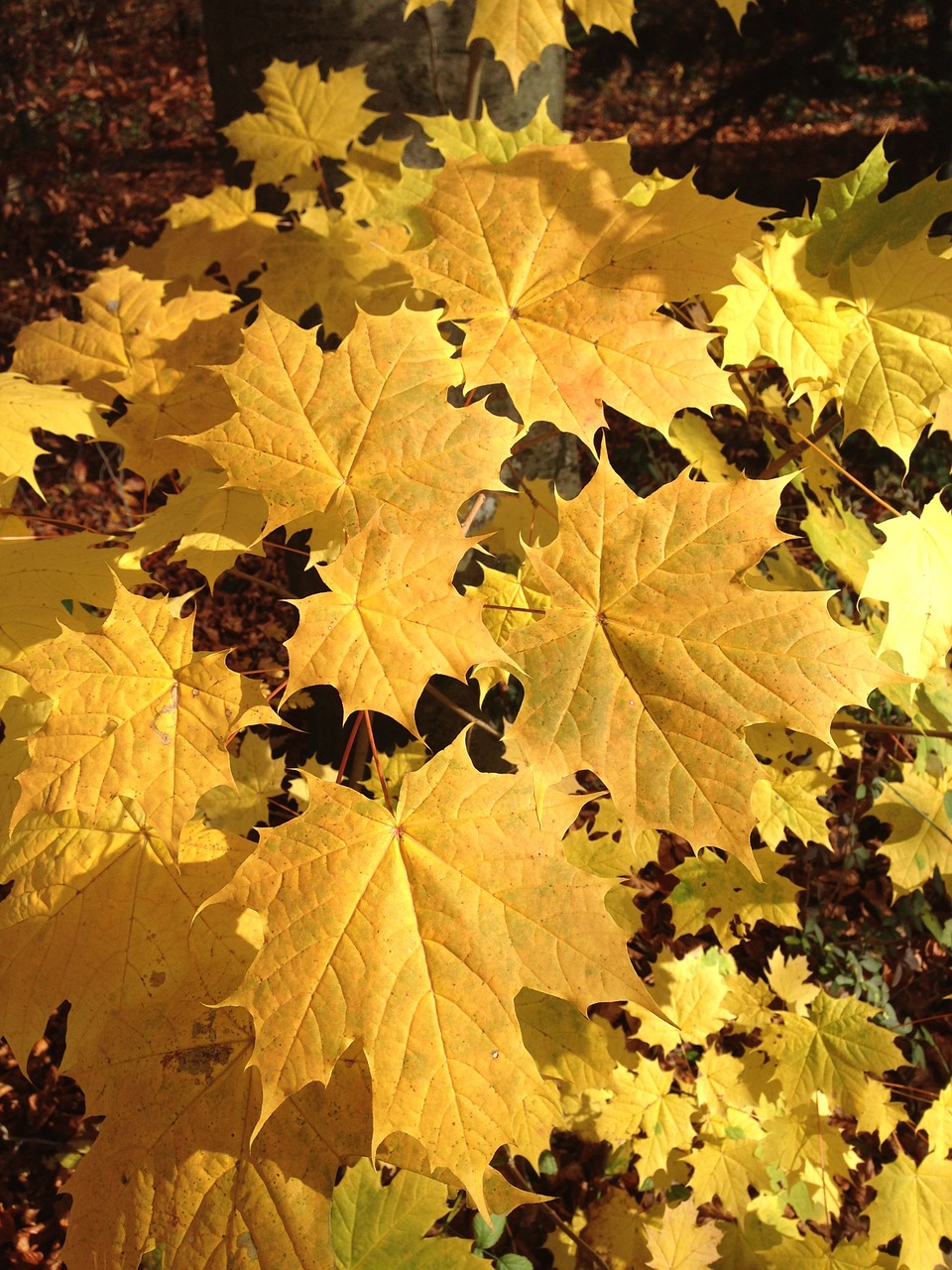 maple leaf autumn free photo