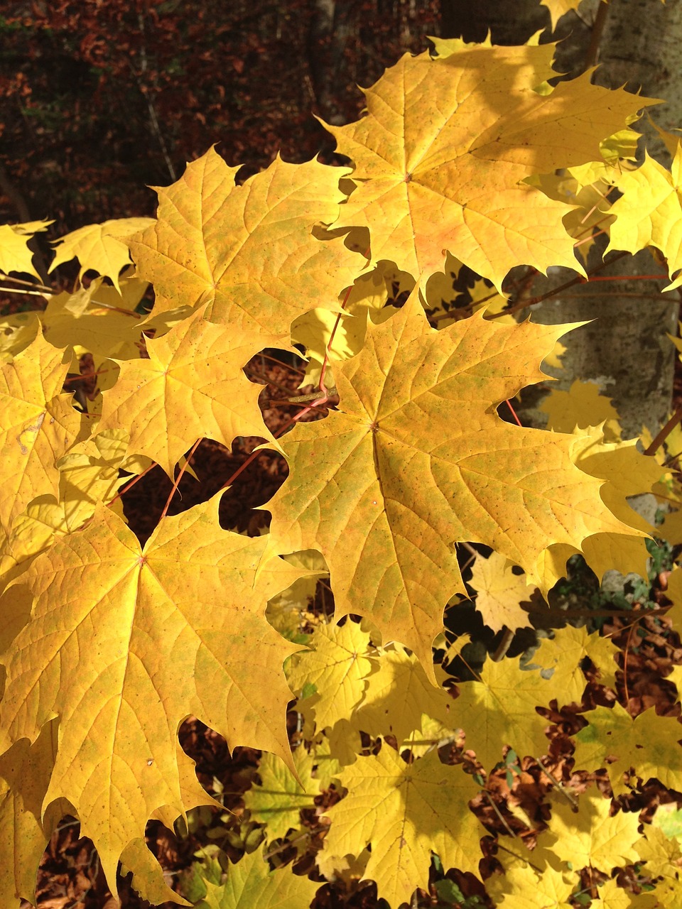 maple leaf autumn free photo