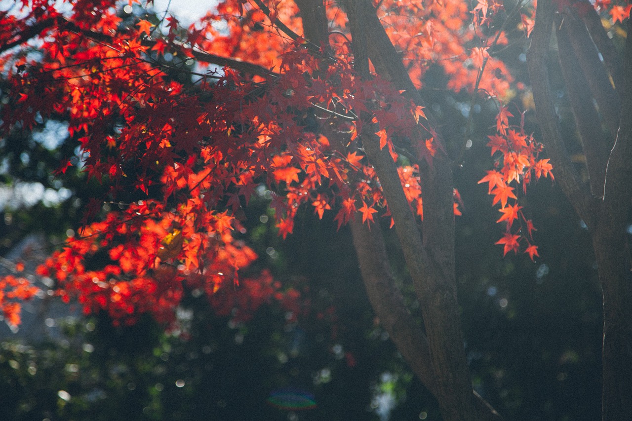 maple autumn fall free photo