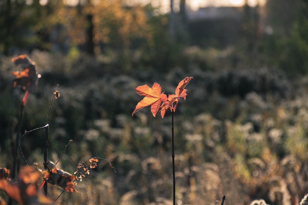 maple nature autumn free photo