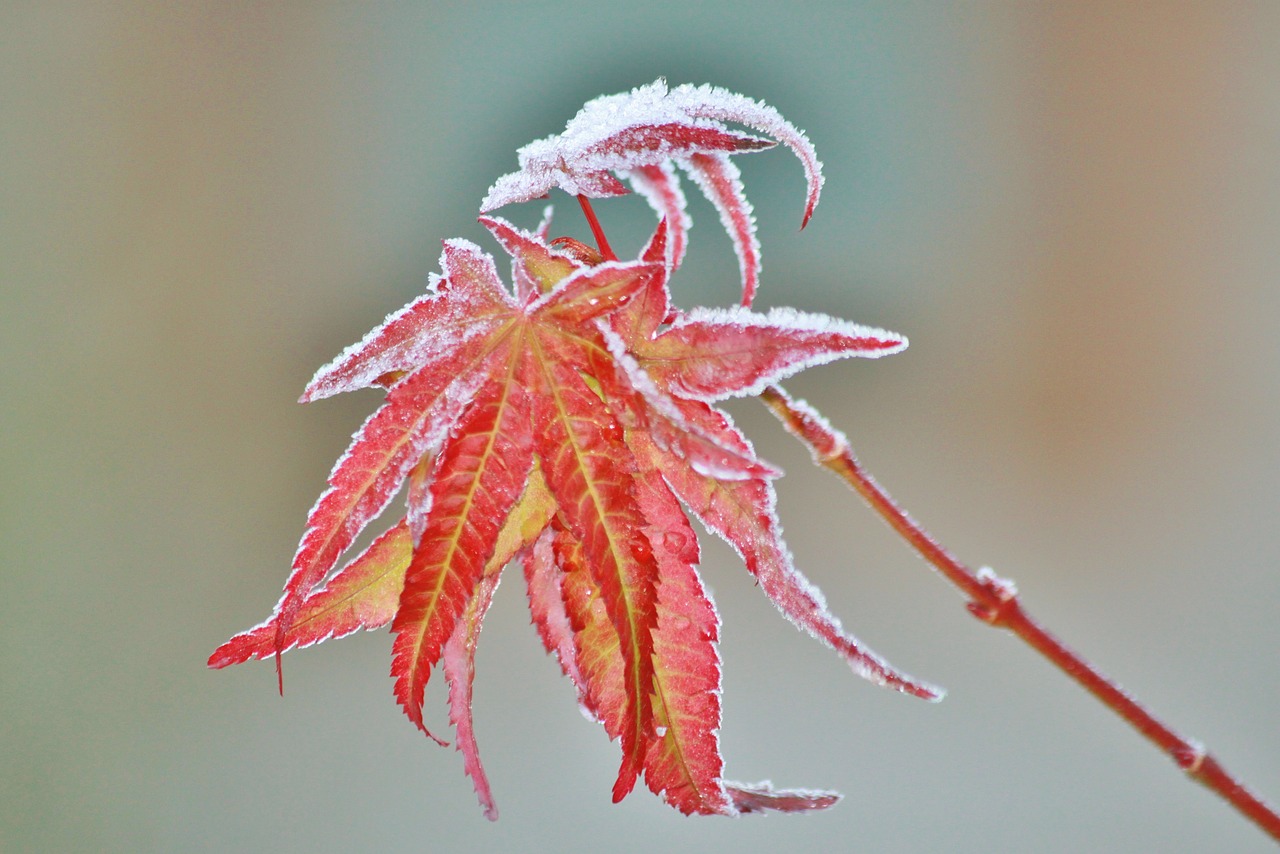 maple maple leaf leaves free photo