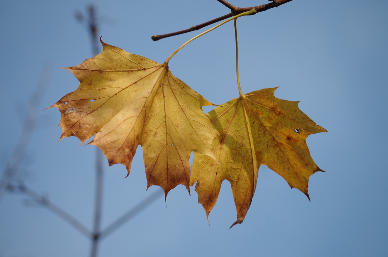 maple foliage tree free photo