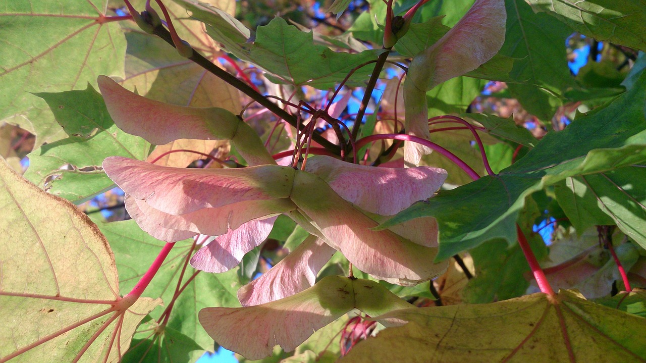 maple autumn nose seeds free photo