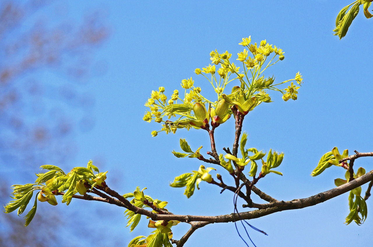 maple flowers branch free photo