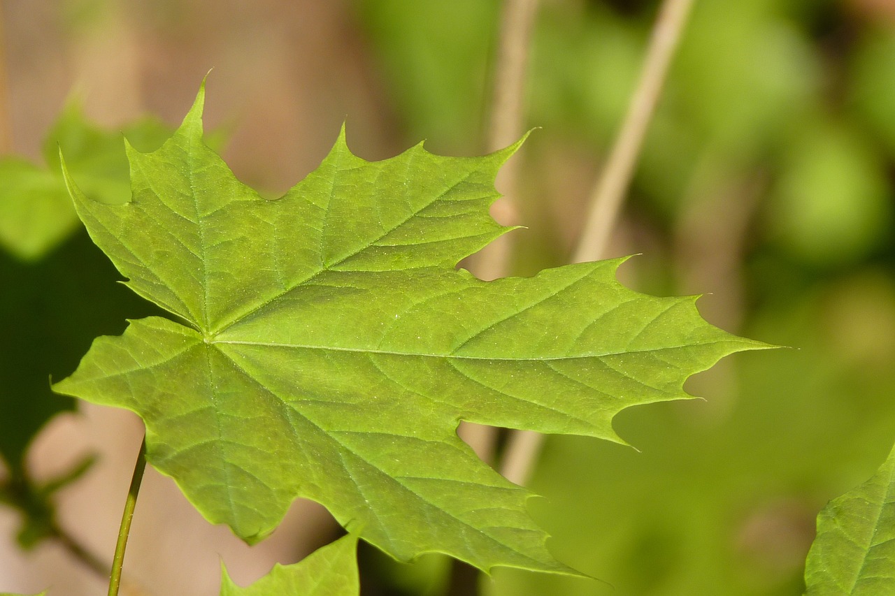 maple leaf tree free photo