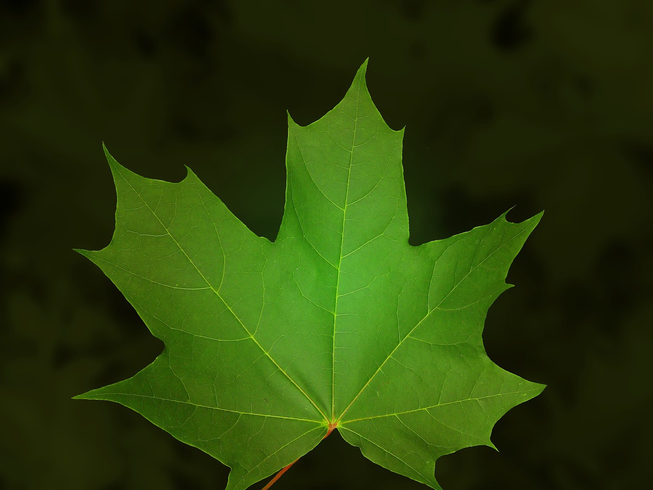 maple leaf maple leaf free photo