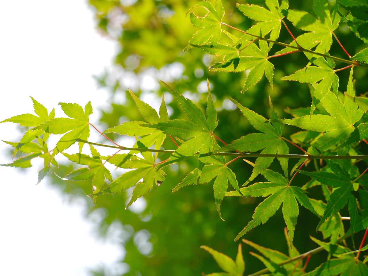 maple leaf branch of maple free photo