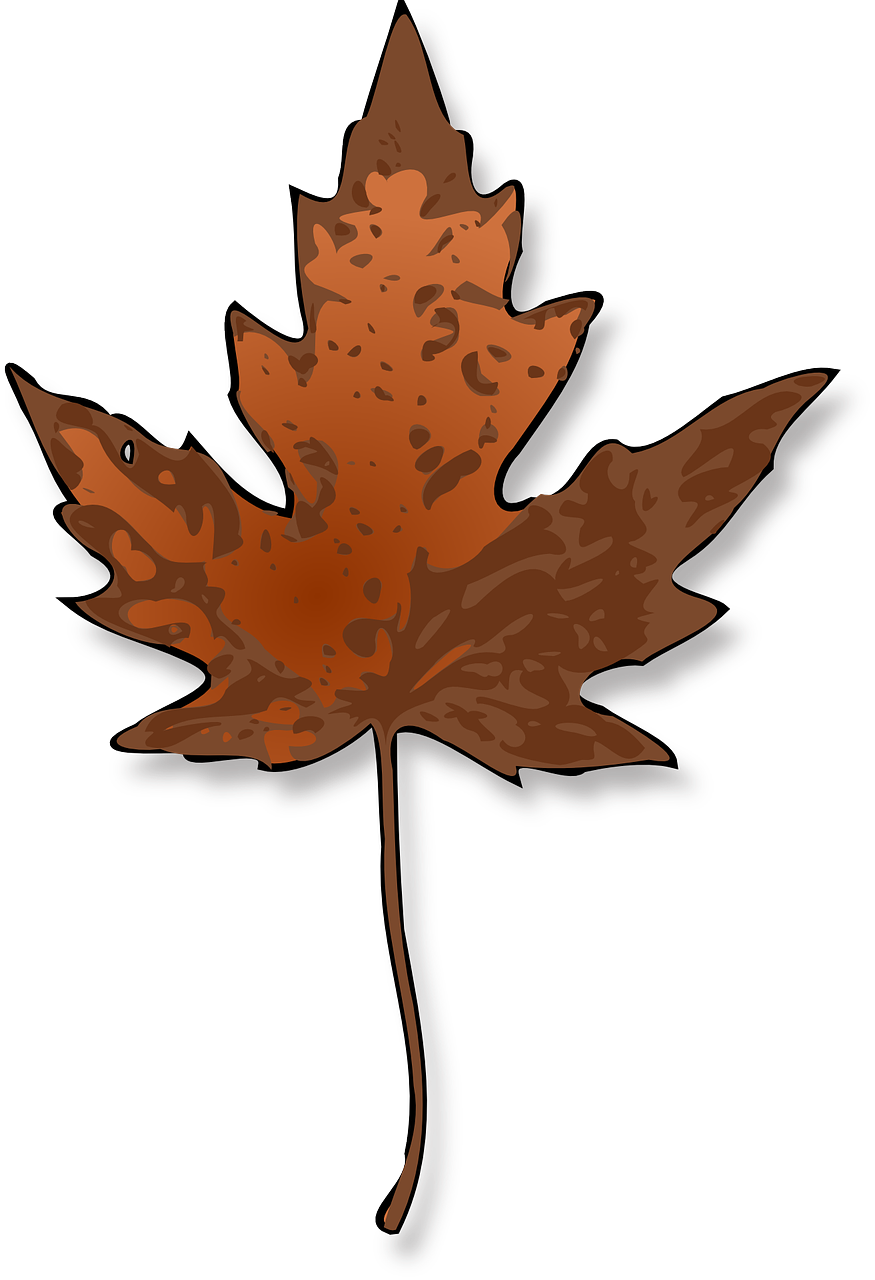 maple leaf autumn free photo