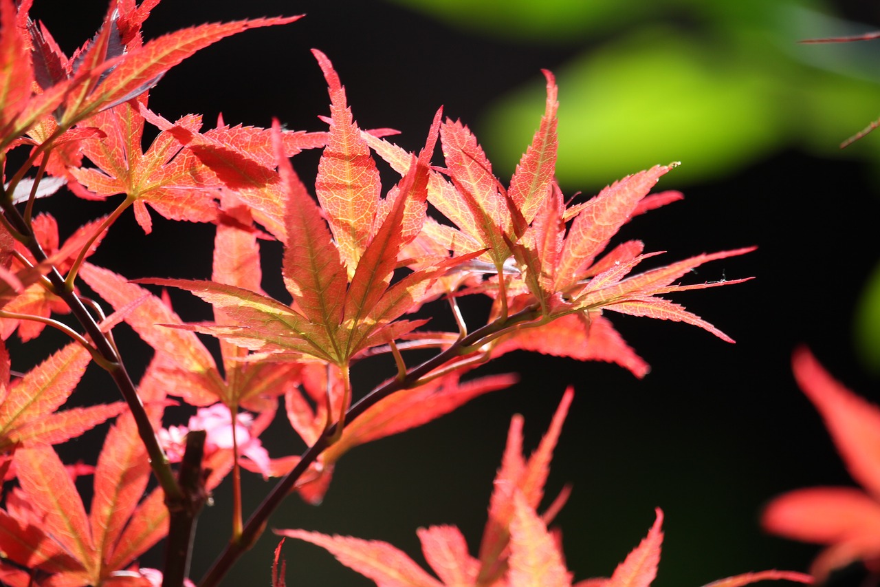 maple summer red leaves free photo