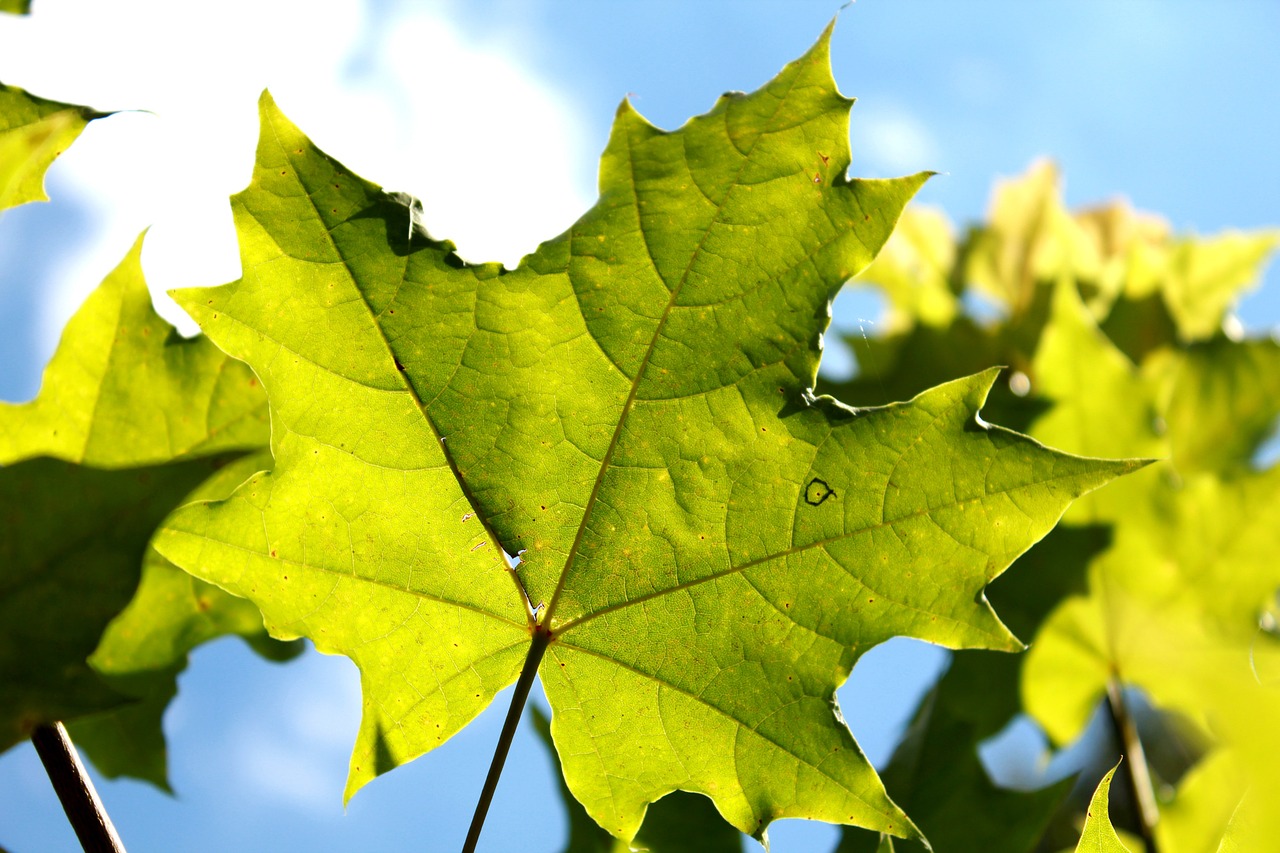 maple sheet sky free photo