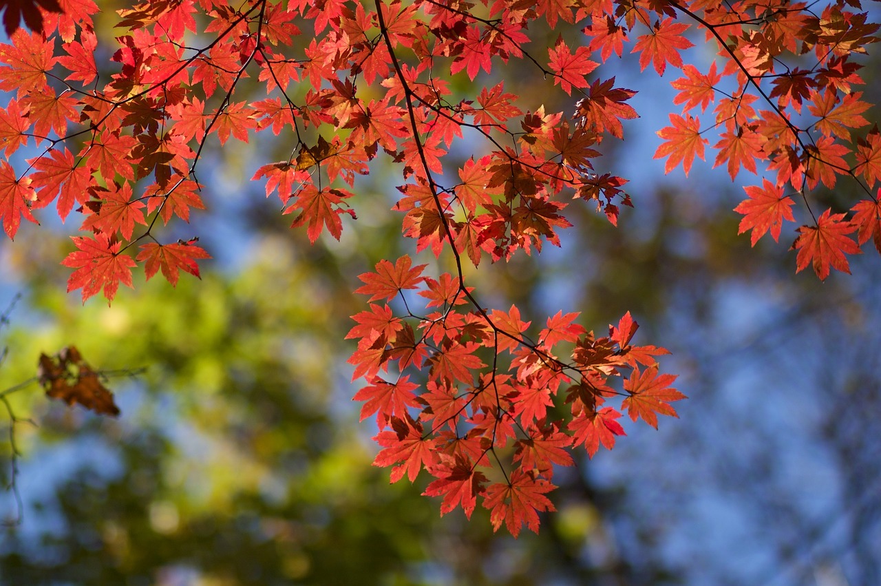 maple autumn red leaves free photo