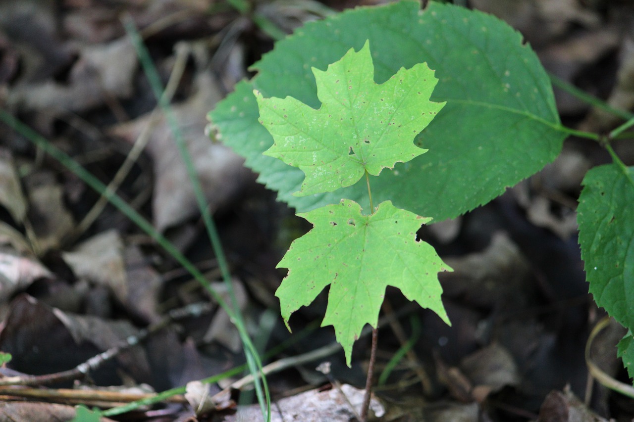 maple new growth nature free photo