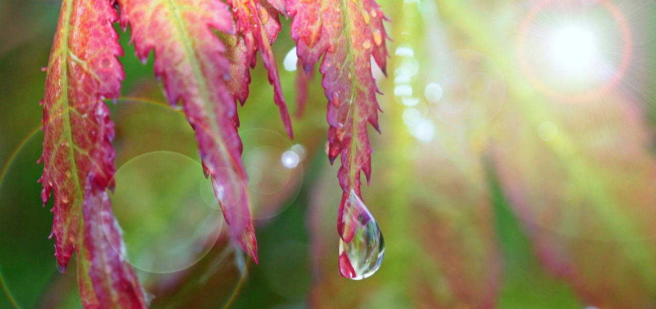 maple drip raindrop free photo