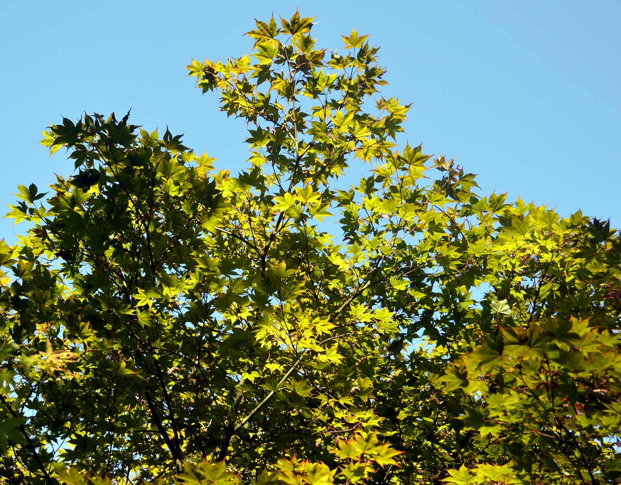 maple branches leaves free photo