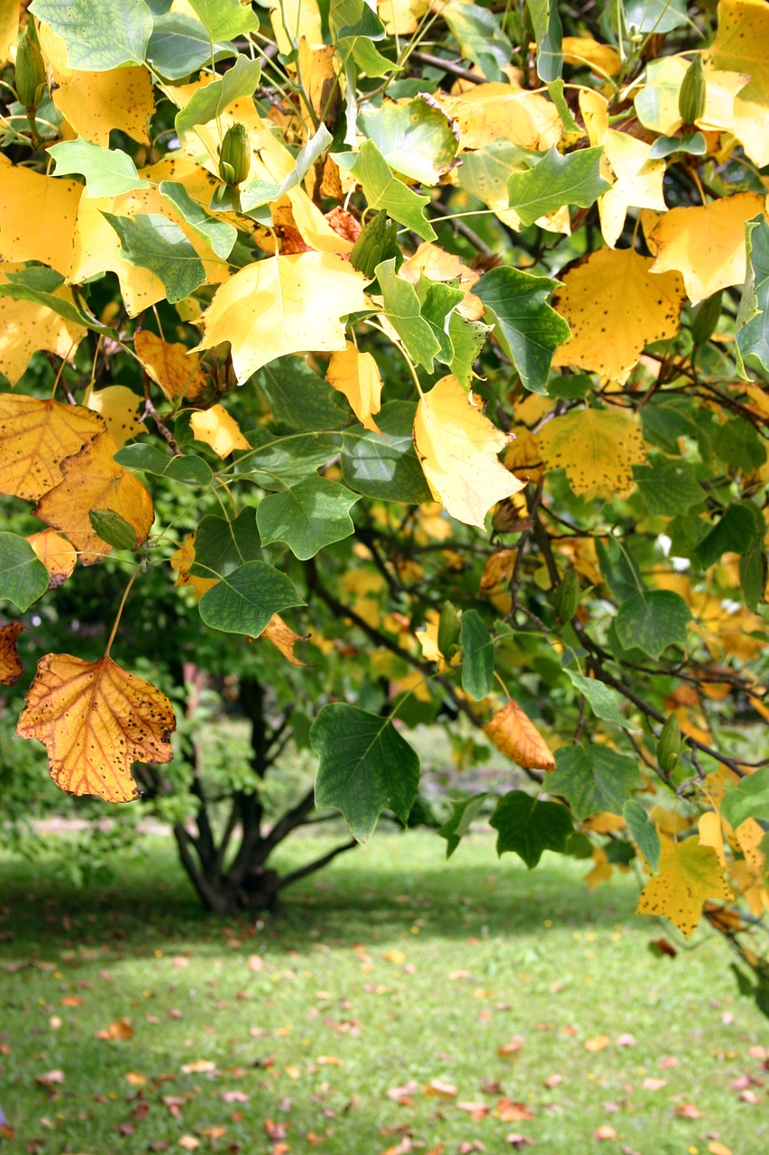 maple foliage autumn free photo