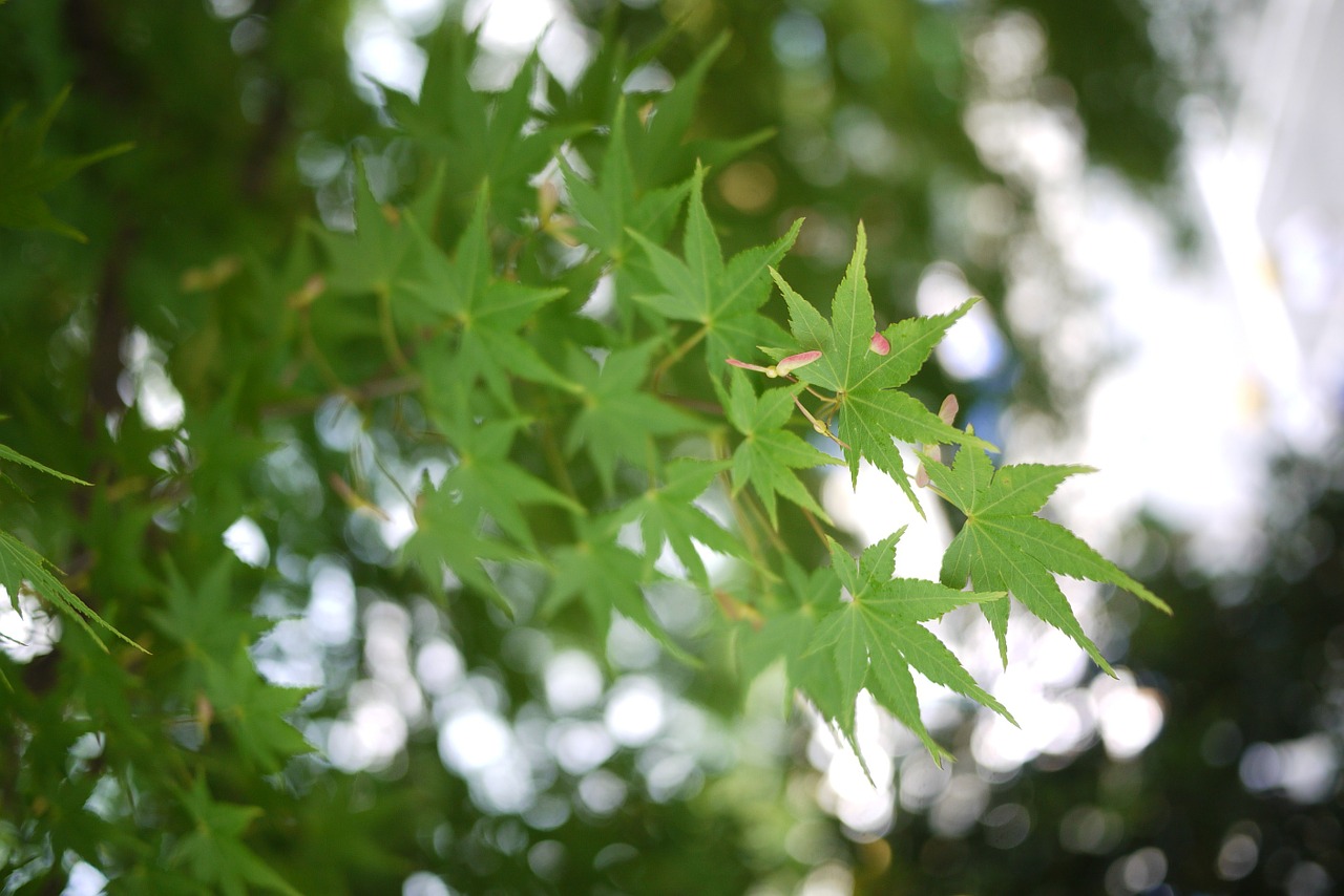 maple green leaf free photo