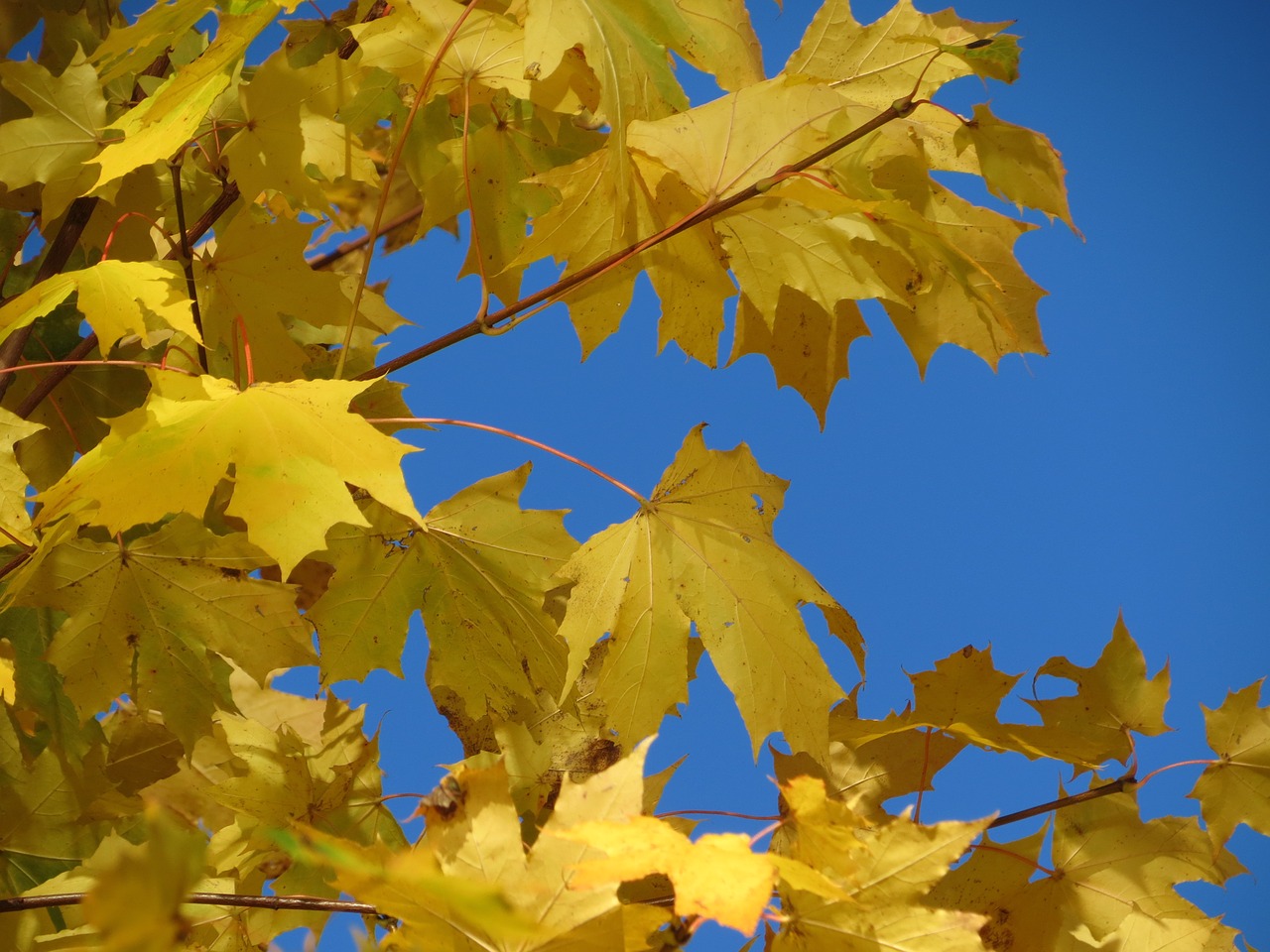 maple yellow autumn free photo